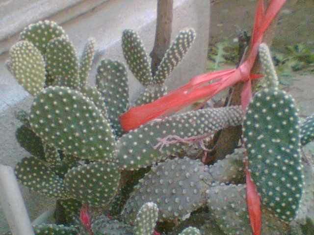 Imag012 - Cactusi