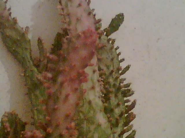 Imag028 - Cactusi