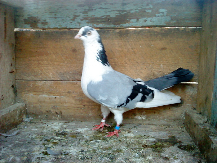 Dat in Croatia - D- Porumbei JUCATORI DE GALATI VANDUTI Album 1