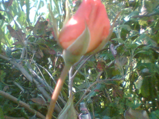 Imag006