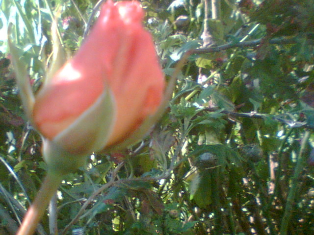 Imag007