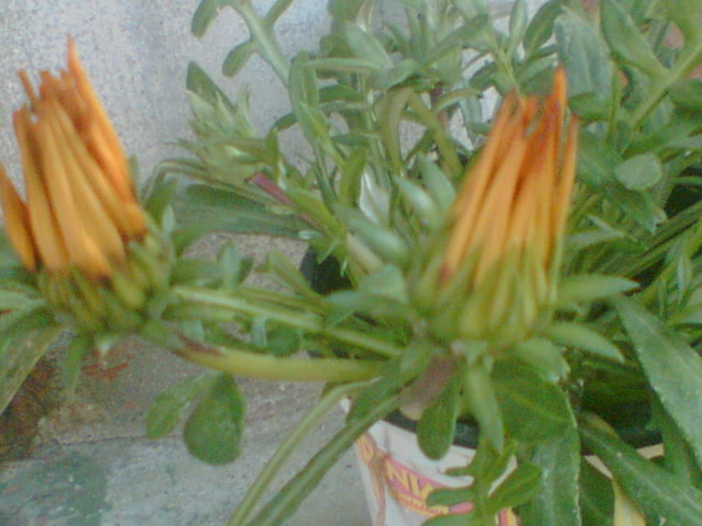 Imag009 - Gazania