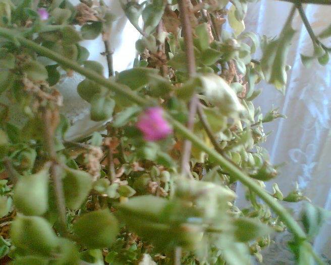 Imag065 - Diverse flori