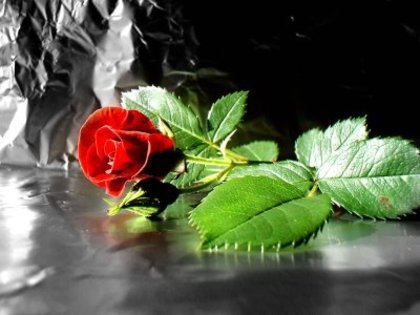  - Trandafiri Rosii
