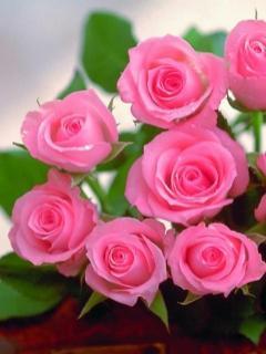  - Trandafiri Roz