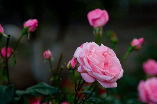  - Trandafiri Roz