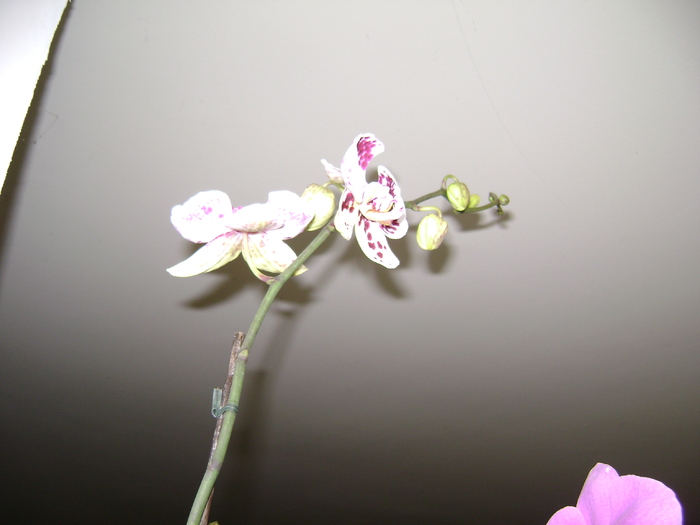 DSC05416 - orhidee
