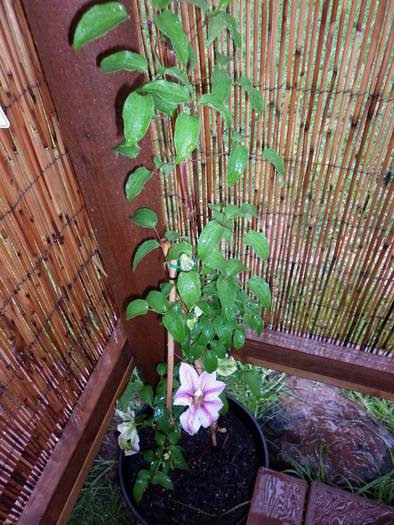  - Clematis Andromeda