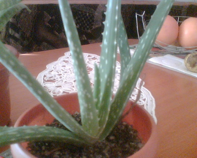 aloe vera - Florile mele