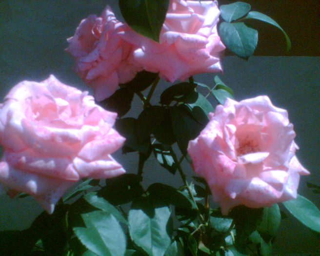 Imag022 - Trandafirii mei