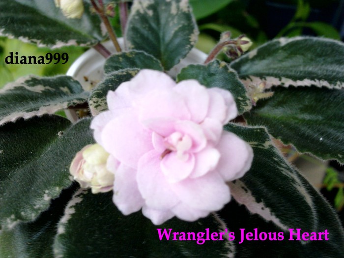 Wrangler`s Jelous Heart