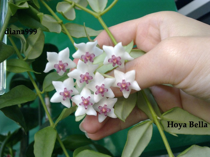 HoyaBella2 - Hoya