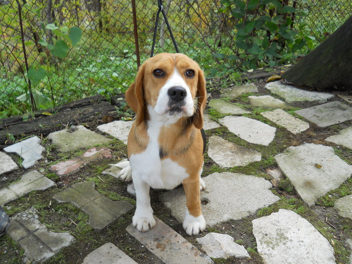 tara - beagle