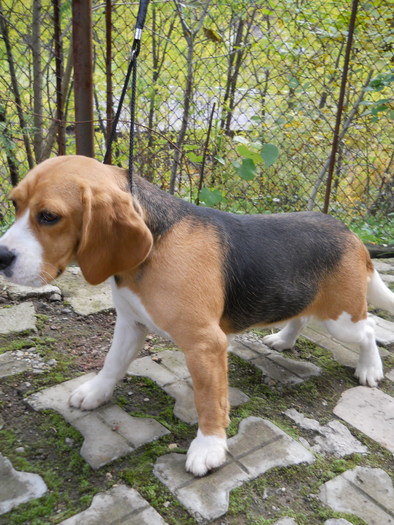 tara - beagle