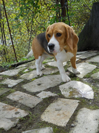 tara - beagle