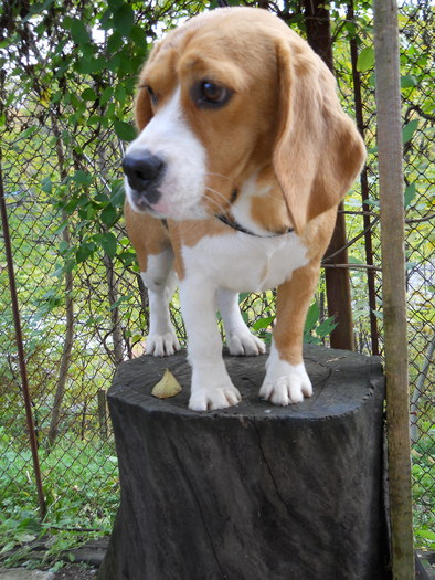 tara - beagle