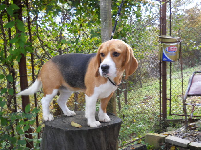 tara - beagle