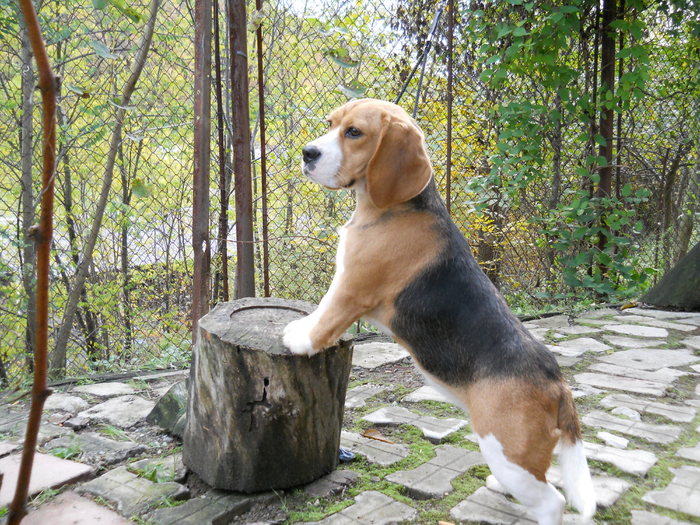 tara - beagle