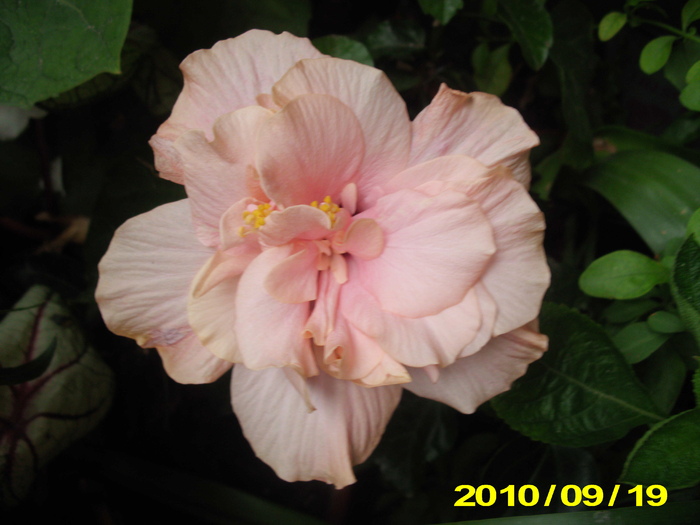 Picture 002 - hibiscus