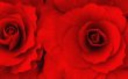 745865_roses - Trandafiri Albastri