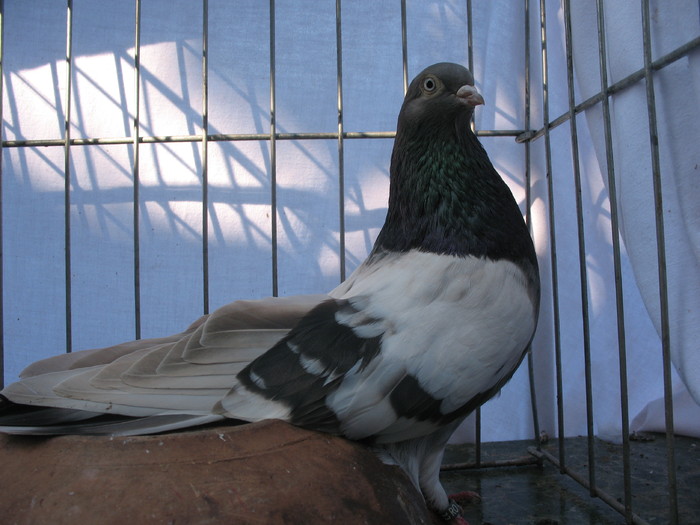 mascul (3)