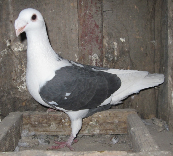 Mascul 2006 - Porumbei Capaciti