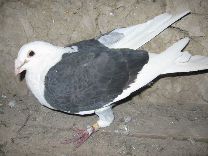 Mascul 2008 - Porumbei Capaciti
