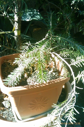 IMAG0651 - brad bonsai