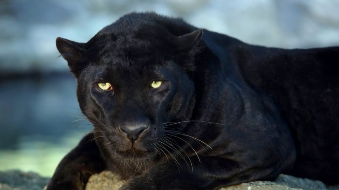 Black Panther[1]