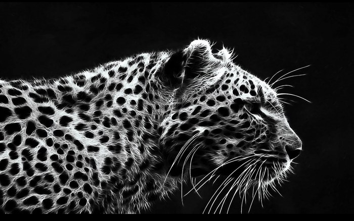 2[1] - Feline salbatice