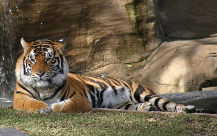 00109_tigerdreamworld_1680x1050[1]