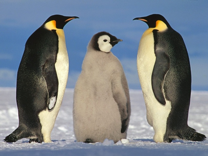 familie_de_pinguini_imperiali-1024x768[1] - Imagini cu specii de pasari