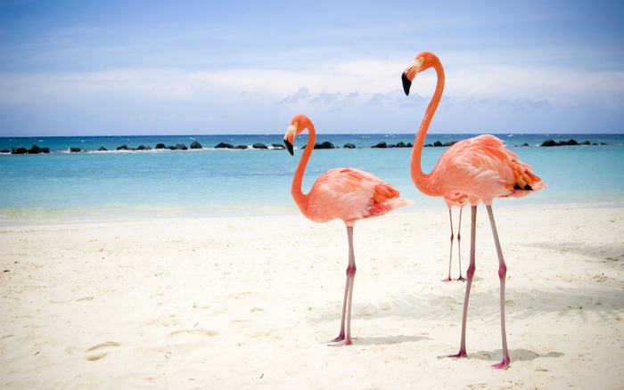 flamingo_roz-1280x800[1] - Imagini cu specii de pasari