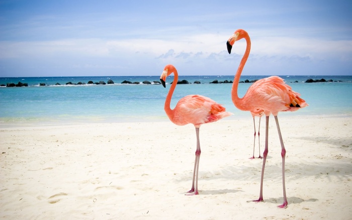 flamingo_roz-1280x800[1]