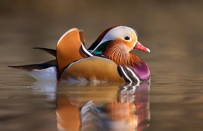 mandarin_duck-an[1] - Imagini cu specii de pasari