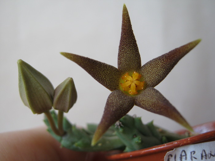 Piaranthus geminatus v. decorus - Asclepiadaceae