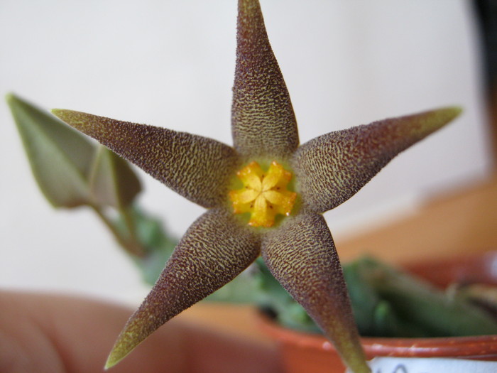 Piaranthus geminatus v. decorus