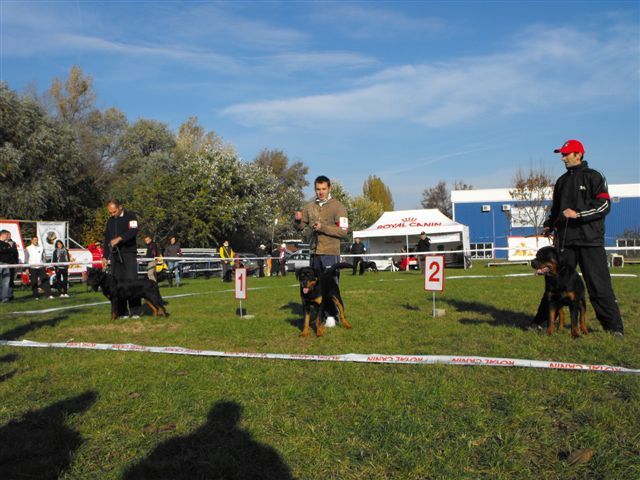 arad club - rottweiler canisa adamsrott