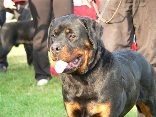 P1100808 - rottweiler canisa adamsrott