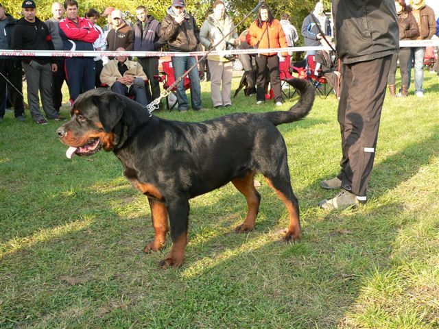 P1100809 - rottweiler canisa adamsrott
