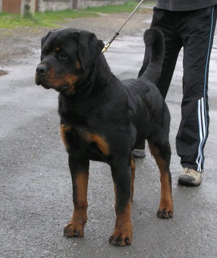 hogan adamsrott - rottweiler canisa adamsrott