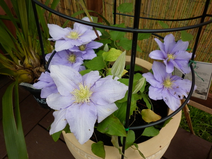  - Clematis HF Young