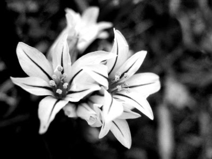 flori albe3[1] - Poze frum
