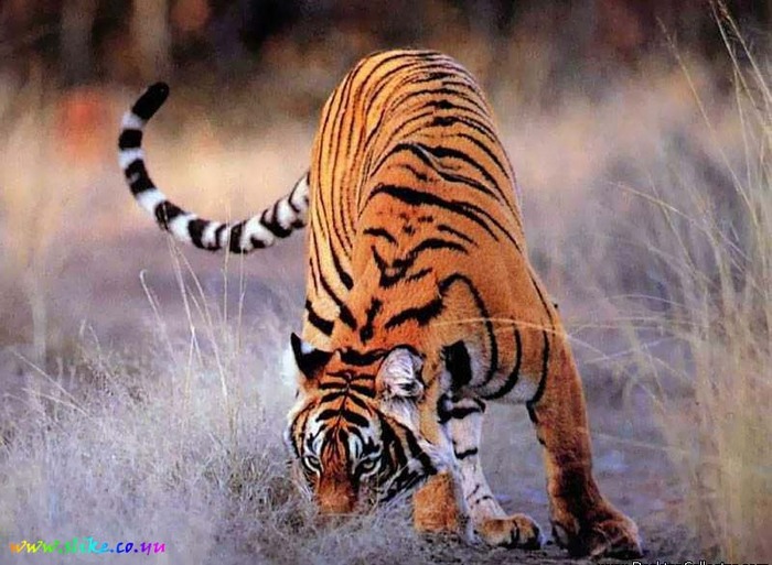 68 - Feline salbatice
