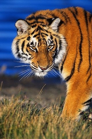 tigru_in_apa_tspcdd[1] - Feline salbatice