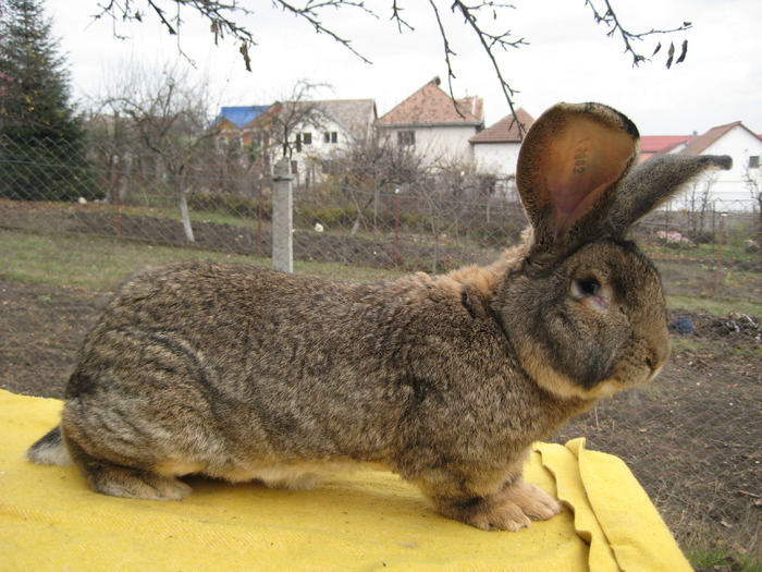 MASCUL 4 ANI; MASCUL URIAS GRI GREUTATE 8,6 KG. ACHIZITIONAT DE LA EXPO NITRA DEC. 2009 VARSTA 4 ANI SACRIFICAT LA VARSTA DE 4,5 ANI
