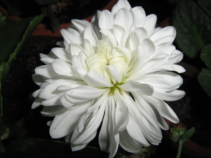 058 - Crizanteme