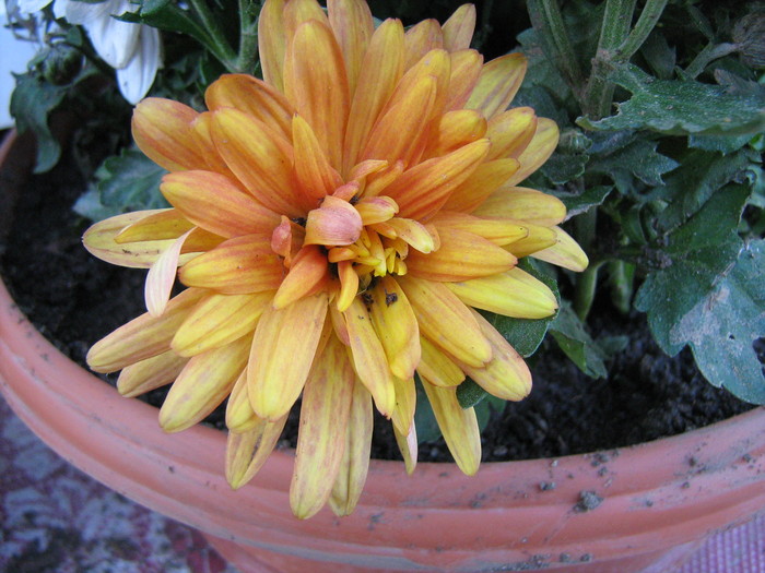 075 - Crizanteme