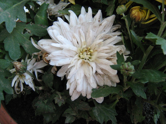 076 - Crizanteme