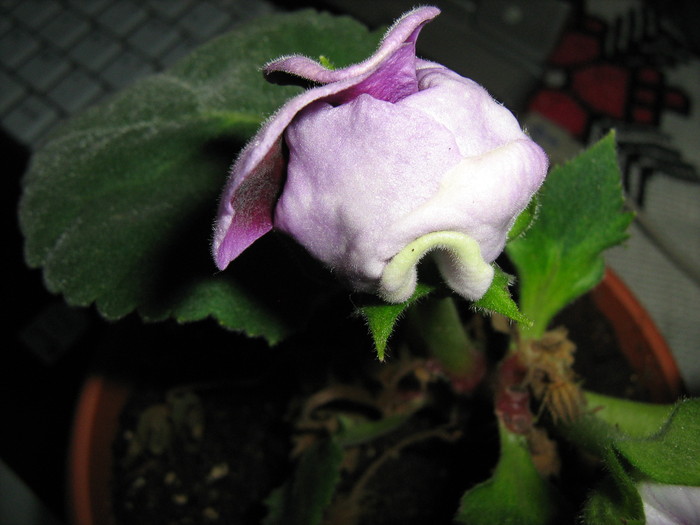 083 - Gloxinia